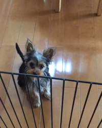 小島完ブリーダーからお迎えしたヨークシャーテリア：はなちゃん