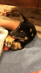 西岡芳隆ブリーダーからお迎えした柴犬：花ちゃん
