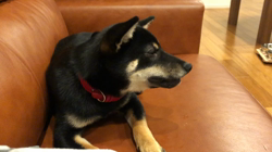 西岡芳隆ブリーダーからお迎えした柴犬：花ちゃん