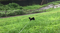 西岡芳隆ブリーダーからお迎えした柴犬：花ちゃん