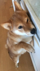 古谷毅ブリーダーからお迎えしたポメ柴《パパ〰️ポメラニアン×ママ〰️柴犬》：茶々丸ラングレーくん