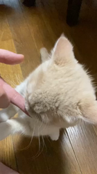 五木田利奈ブリーダーからお迎えしたマンチカン：豆太郎くん