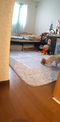 寺村智子ブリーダーからお迎えしたチワワ(ロング)：クウくん