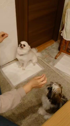 木村京子ブリーダーからお迎えしたシーズー：ハルちゃん