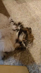 木村京子ブリーダーからお迎えしたシーズー：ハルちゃん