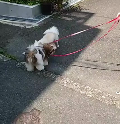 木村京子ブリーダーからお迎えしたシーズー：ハルちゃん