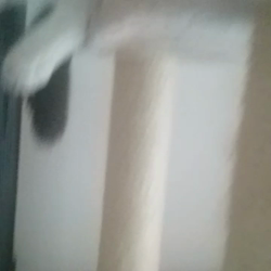 久保田彩ブリーダーからお迎えしたスコティッシュストレート：Eimyちゃん