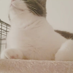 久保田彩ブリーダーからお迎えしたスコティッシュストレート：Eimyちゃん