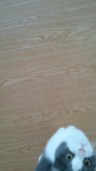 久保田彩ブリーダーからお迎えしたスコティッシュストレート：Eimyちゃん