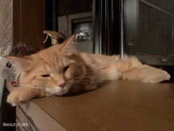 熊田貞子ブリーダーからお迎えしたメインクーン：はるみちくん