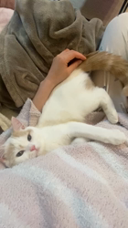 堀江優哉ブリーダーからお迎えしたスコティッシュフォールド：りんくん