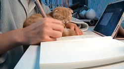 堀江優哉ブリーダーからお迎えしたスコティッシュフォールド：はるくん