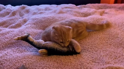 堀江優哉ブリーダーからお迎えしたスコティッシュフォールド：はるくん