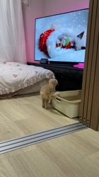 堀江優哉ブリーダーからお迎えしたスコティッシュフォールド：はるくん