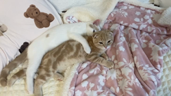 堀江優哉ブリーダーからお迎えしたスコティッシュフォールド：りんくん