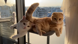 堀江優哉ブリーダーからお迎えしたスコティッシュフォールド：はるくん