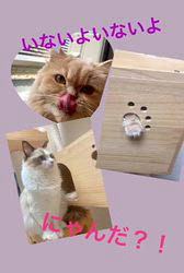 上田英友ブリーダーからお迎えしたミヌエット：レイちゃん