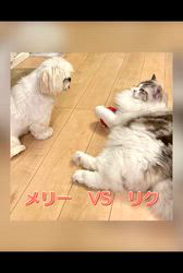 貝塚奈穂子ブリーダーからお迎えしたラグドール：リクくん