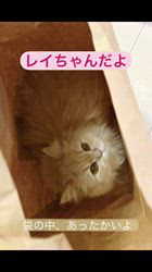 上田英友ブリーダーからお迎えしたミヌエット：レイちゃん