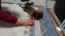 馬場加奈恵ブリーダーからお迎えしたミニチュアダックスフンド(ロング)：モコちゃん