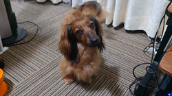 馬場加奈恵ブリーダーからお迎えしたミニチュアダックスフンド(ロング)：モコちゃん