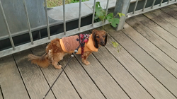 馬場加奈恵ブリーダーからお迎えしたミニチュアダックスフンド(ロング)：モコちゃん