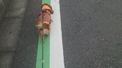 馬場加奈恵ブリーダーからお迎えしたミニチュアダックスフンド(ロング)：モコちゃん