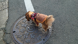 馬場加奈恵ブリーダーからお迎えしたミニチュアダックスフンド(ロング)：モコちゃん