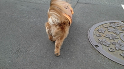 馬場加奈恵ブリーダーからお迎えしたミニチュアダックスフンド(ロング)：モコちゃん