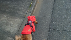 馬場加奈恵ブリーダーからお迎えしたミニチュアダックスフンド(ロング)：モコちゃん