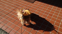 馬場加奈恵ブリーダーからお迎えしたミニチュアダックスフンド(ロング)：モコちゃん