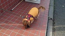 馬場加奈恵ブリーダーからお迎えしたミニチュアダックスフンド(ロング)：モコちゃん