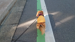 馬場加奈恵ブリーダーからお迎えしたミニチュアダックスフンド(ロング)：モコちゃん