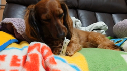 馬場加奈恵ブリーダーからお迎えしたミニチュアダックスフンド(ロング)：モコちゃん