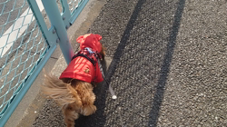 馬場加奈恵ブリーダーからお迎えしたミニチュアダックスフンド(ロング)：モコちゃん