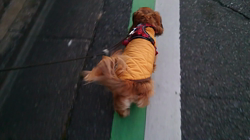 馬場加奈恵ブリーダーからお迎えしたミニチュアダックスフンド(ロング)：モコちゃん