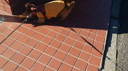 馬場加奈恵ブリーダーからお迎えしたミニチュアダックスフンド(ロング)：モコちゃん