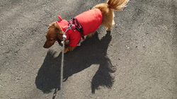 馬場加奈恵ブリーダーからお迎えしたミニチュアダックスフンド(ロング)：モコちゃん