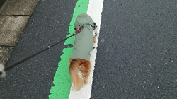 馬場加奈恵ブリーダーからお迎えしたミニチュアダックスフンド(ロング)：モコちゃん