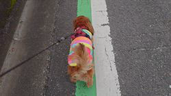 馬場加奈恵ブリーダーからお迎えしたミニチュアダックスフンド(ロング)：モコちゃん