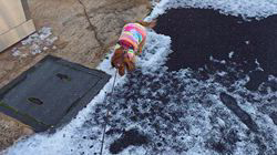 馬場加奈恵ブリーダーからお迎えしたミニチュアダックスフンド(ロング)：モコちゃん