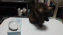 冨上哲也ブリーダーからお迎えしたエキゾチックショートヘア：ふくまるちゃん