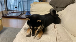 山脇照之ブリーダーからお迎えした柴犬：レオくん