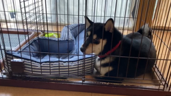 山脇照之ブリーダーからお迎えした柴犬：レオくん