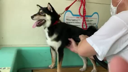 山脇照之ブリーダーからお迎えした柴犬：レオくん