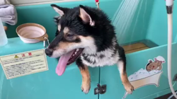 山脇照之ブリーダーからお迎えした柴犬：レオくん