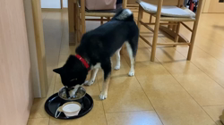 山脇照之ブリーダーからお迎えした柴犬：レオくん