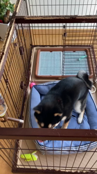 山脇照之ブリーダーからお迎えした柴犬：レオくん