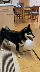 山脇照之ブリーダーからお迎えした柴犬：レオくん