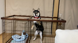 山脇照之ブリーダーからお迎えした柴犬：レオくん